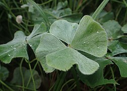 Marsilea hirsuta