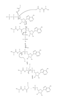 ユビキチンのアデニル化とその後のE1へのユビキチンの結合の機構