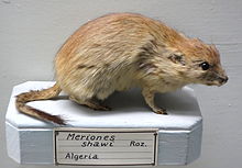 Meriones shawi - Museo Civico di Storia Naturale Giacomo Doria - Genoa, Italy - DSC02817.JPG