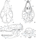 Miniatura para Monodelphis brevicaudata