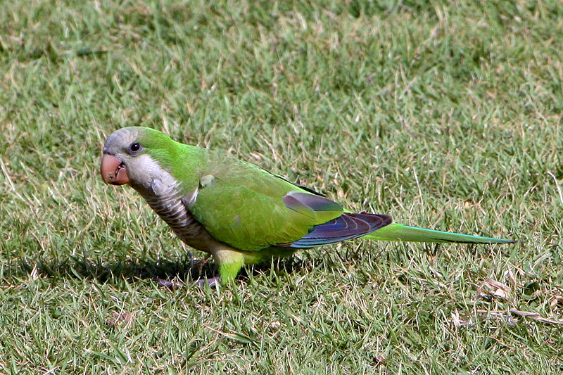 800px-Myiopsitta_monachus_-Old_San_Juan_-Puerto_Rico.jpg