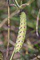 caterpillar, Romania