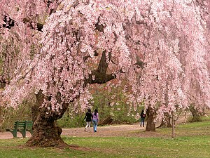 English: Cherry blossoms in Branch Brook Park,...