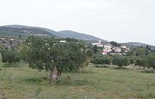 Olive trees in Yerakini