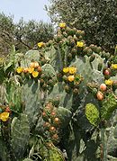 Kaktusfeigen bei Foggia