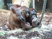 Orang-Outangs at the Ménagerie du Jardin des Plantes, Paris. Photo fr.wikipedia