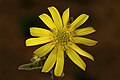 Osteospermum scariosum