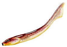 Palaeospondylus.jpg