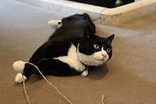 Palmerston (26341788971).jpg