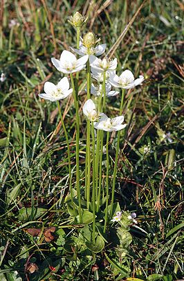 Parnassia (soort)