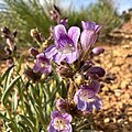 Flowers of Penstemon ophianthus