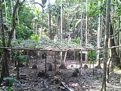 Forest in Kalakhali