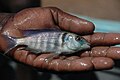 Ciklide fanget av en Likoma fisker
