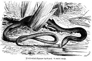 Pygopus lepidopodus