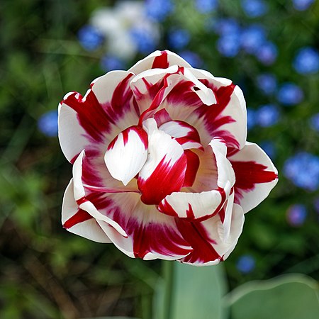 倫敦恩菲爾德區邁德爾頓花園內一株紅白兩色的栽培品種鬱金香，植物學家、園藝師、皇家園藝學會副會長愛德華·奧古斯都·鮑爾斯（英语：Edward Augustus Bowles）栽培。
