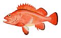 28 Red rockfish