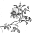 Koudelka zu Fasli, „Gül und Bülbül“, Rose und Nachtigall