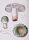 1898 illustration of Russula virescens