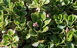 Miniatura para Saxifraga spathularis