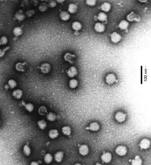 Semliki-Forest-Virus.jpg