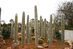 Vaarinkaktus (Cephalocereus senilis)