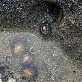 Siphonaria naufragum (bottom left/center) and eggs (top right yellow bit) - Featured on Siphonaria naufragum