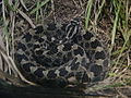 eastern massasauga