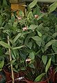 Sobralia atropubescens