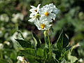 Solanum tuberosum Roslau (04) .jpg