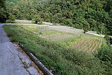 Rows of staked bean vines in a small field bordered by a roadway