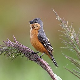 Зерноїд іржастий (Sporophila hypoxantha)