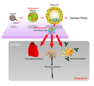 Pluripotent, embryonic stem cells originate as inner cell mass (ICM) cells within a blastocyst. These stem cells can become any tissue in the body, excluding a placenta. Only cells from an earlier stage of the embryo, known as the morula, are totipotent, able to become all tissues in the body and the extraembryonic placenta. Stem cells diagram.png