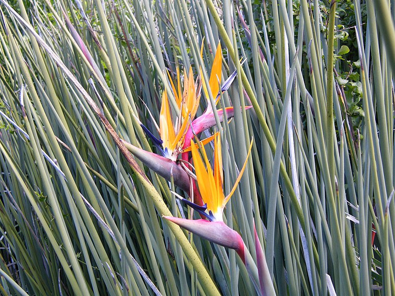 800px Strelitzia juncea flower