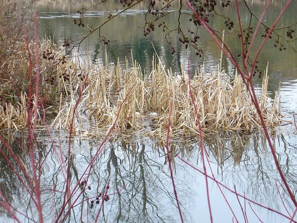 Untergegangenses Nest. Die Schwäne hatte in einem milden Winter begonnen zu brüten, darauf kam es zu Schneefällen und bei der nachfolgenden Überschwemmung ging das Nest unter. (17. Februar 2007 auf dem Chilham Lake, bei Chilham in Kent im Südosten Englands)