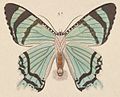 ilustração, em vista inferior, de Alcides agathyrsus, publicada por Kirsch, seu catalogador, no livro Beiträge zur kenntniss der Lepidopteren-fauna von Neu Guinea.