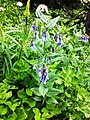 Mertensia paniculata