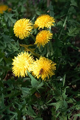 Taraxacum Officinalis