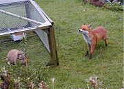 An urban fox investigating a pet rabbit in a garden in Birmingham, UK