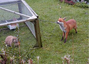 English: An urban fox investigating a domestic...