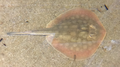 A round stingray resting in the Monterey Bay Aquarium.