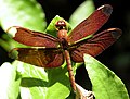 Fulvous Forest Skimmer (Neurothemis fulvia) taken at Sepahijala WLS, Tripura, India.