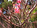 Vaccinium cylindraceum (Flowers). 
 jpg