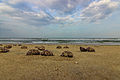 Veerampattinam beach with sea urchins