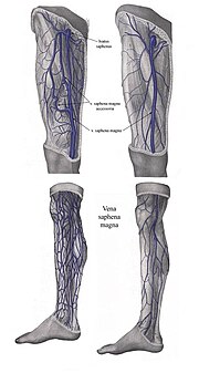 Miniatura para Vena safena magna