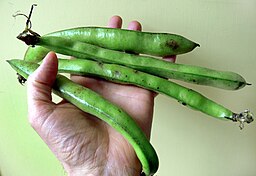 Vicia faba Fève Légumineuse