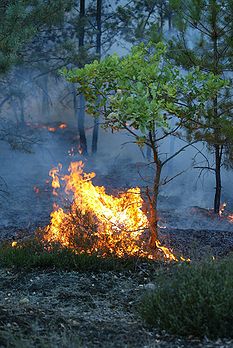 Feu de forêt en été 2003 dans le Brandebourg (Allemagne). (définition réelle 1 648 × 2 464*)