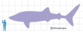 Size compared to an average human