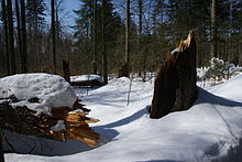 Windsnap in the Bavarian Forest National Park Windthrow at National Park Bavarian Forest.jpg