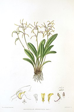 Woolward - The Genus Masdevallia - Masdevallia abbreviata.jpg