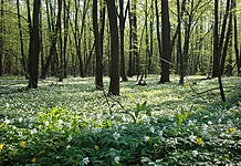 Весняний ліс. Волинська область